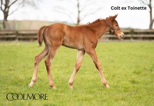 Paddington x Toinette