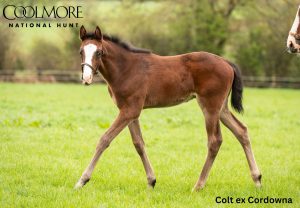 Pyledriver x Cordowna colt