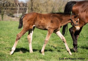 Pyledriver x Heavy Hitter colt