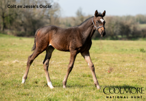 Pyledriver x Jesse's Oscar B.C.