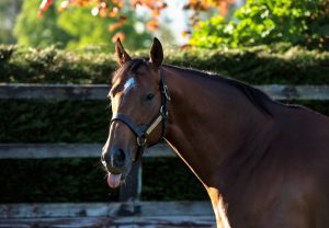 Saxon Warrior Paddock