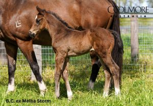 Shinzo X Melba Strom