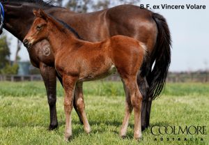 Shinzo X Vincere Volare