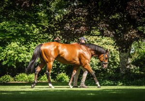 St Mark's Basilica Walking