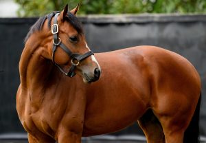St Marks Basilica Paddock