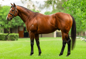 Storm Boy Conformation 2025