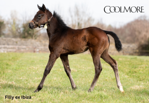 The Antarctic X Ibiza B.F.