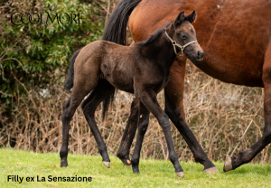 The Antarctic X La Sensazione B.F.