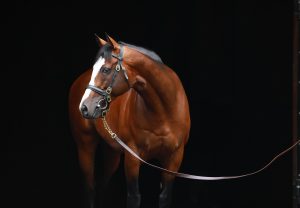 Tiz The Law Head Shot